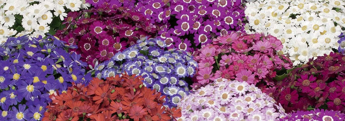 Cineraria Banner Picture3.jpg